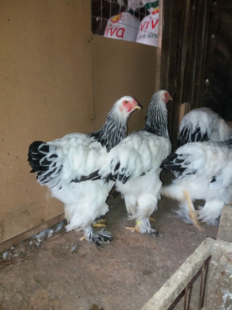  - AB_Pui si Tineret 2017