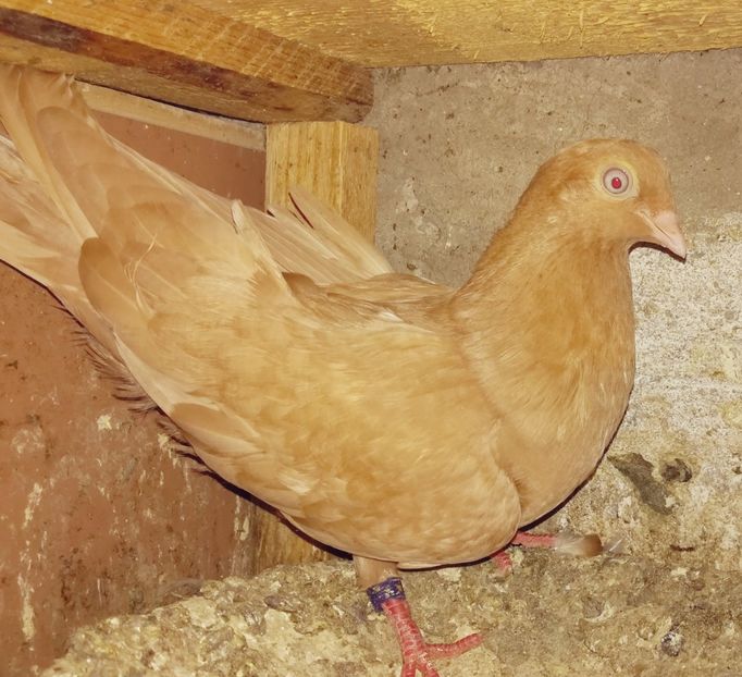 Galben nepot 160 - Pentru Dan