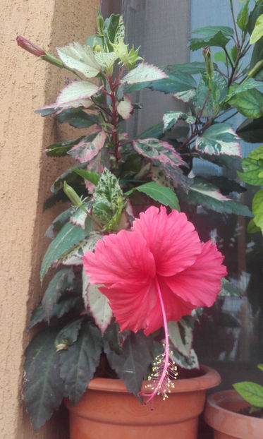  - hibi cooperi rose flake