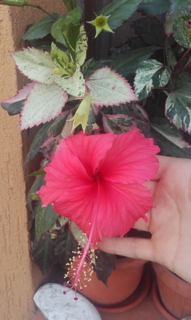  - hibi cooperi rose flake