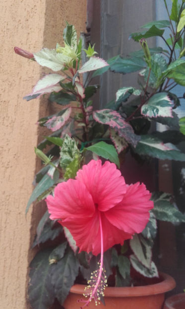  - hibi cooperi rose flake