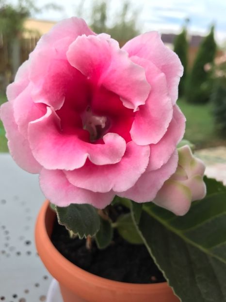 Silvana Pink - Gloxinia 2017