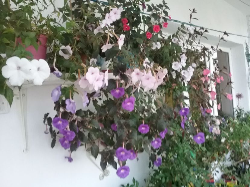 IMG_20150920_120716 - 2016 achimenes