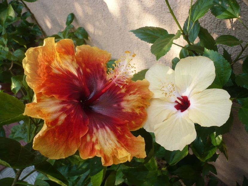 P1340132 - Moorea Sunset Star