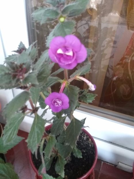  - Nana Rene - pierdut