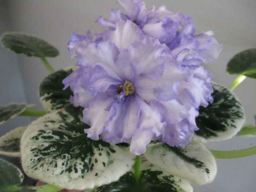 Lyon s Early Spring-epuizat - 000 violetele africane de colectie
