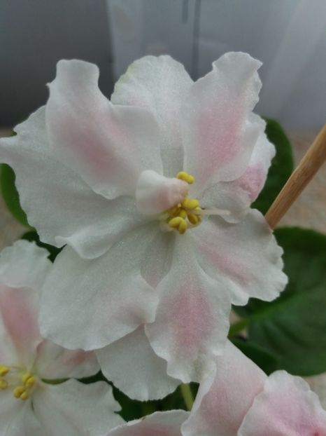 6 august - ZZ RS Utonchennyi Vkus -RS Refined Taste