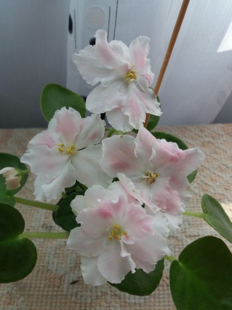 6 august - ZZ RS Utonchennyi Vkus -RS Refined Taste