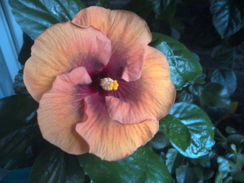 WIN_20170807_192452 - Tahitian Dark Congo