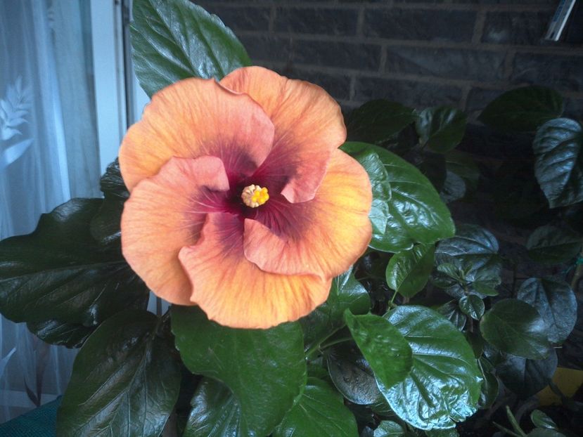 WIN_20170807_192504 - Tahitian Dark Congo