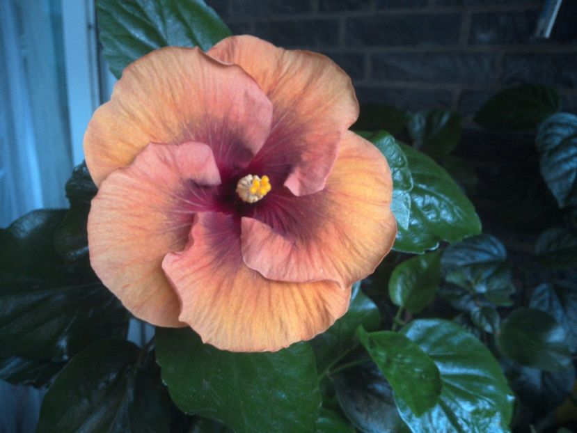 WIN_20170807_192506 - Tahitian Dark Congo