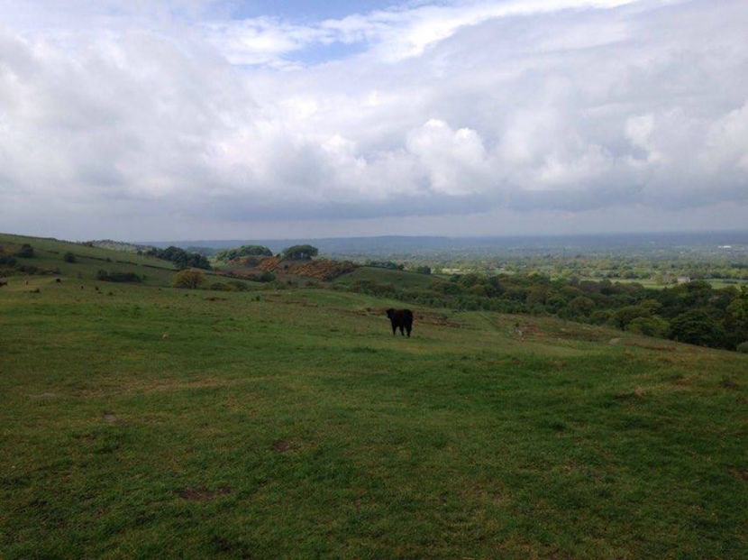  - eveniment cu caini 2017