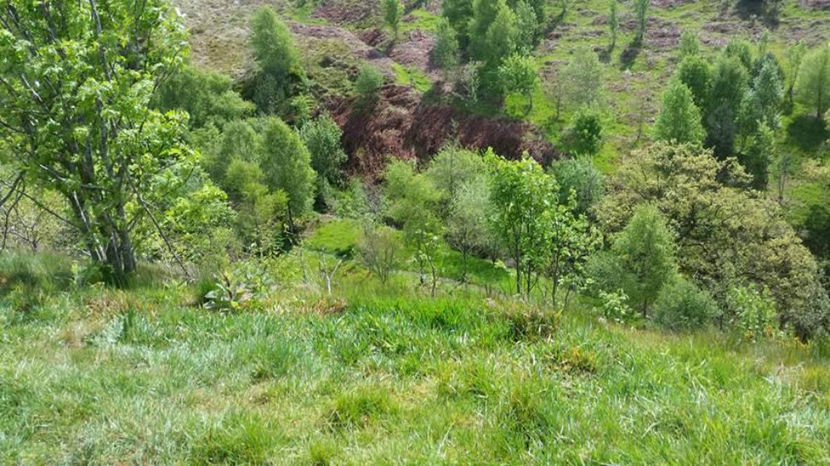  - eveniment cu caini 2017