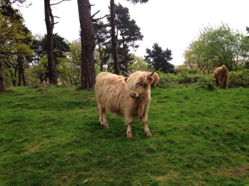 vaca scotiana - eveniment cu caini 2017