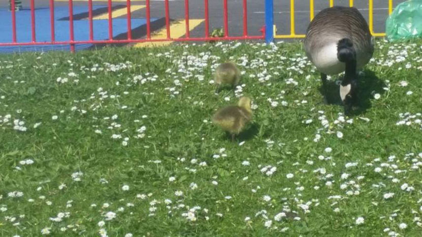  - eveniment cu caini 2017