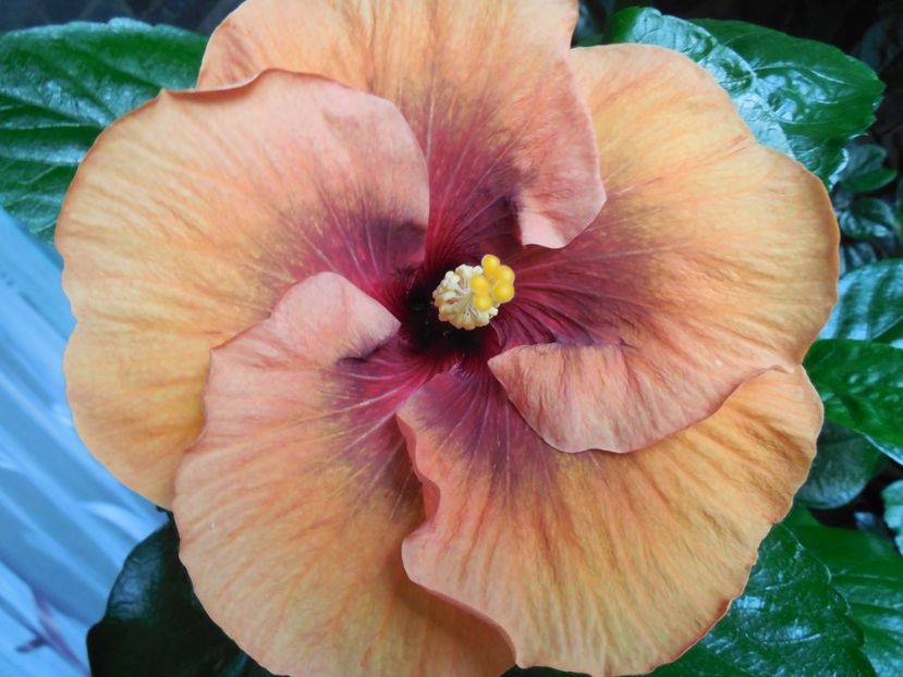  - Tahitian Dark Congo