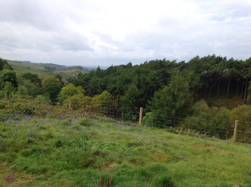  - eveniment cu caini 2017