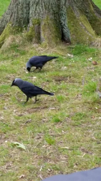  - eveniment cu caini 2017