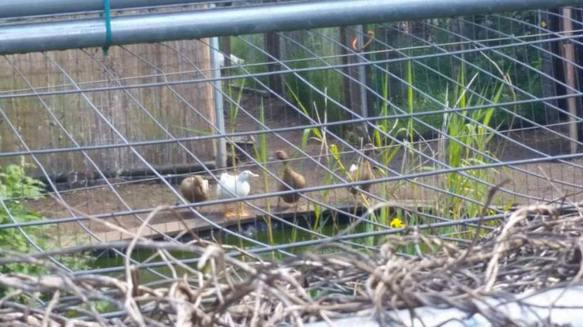  - eveniment cu caini 2017