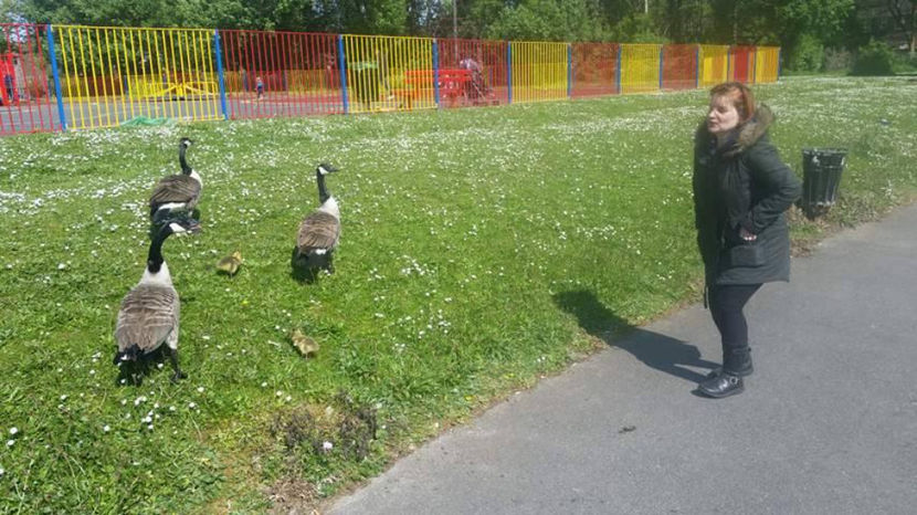  - eveniment cu caini 2017