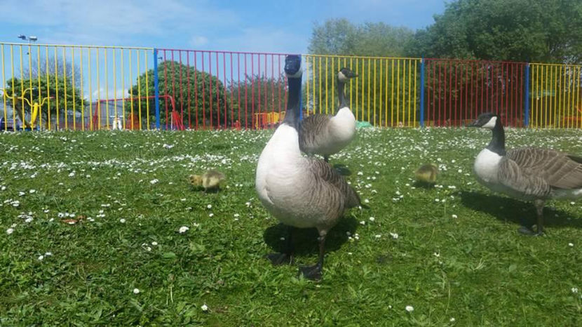  - eveniment cu caini 2017