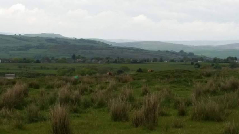  - eveniment cu caini 2017