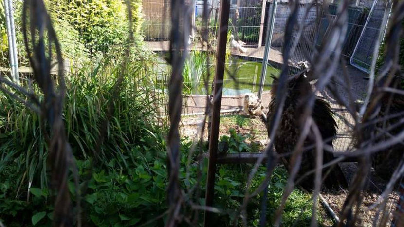  - eveniment cu caini 2017