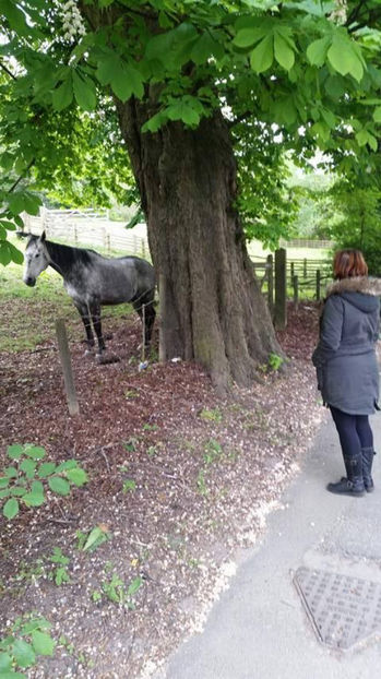  - eveniment cu caini 2017