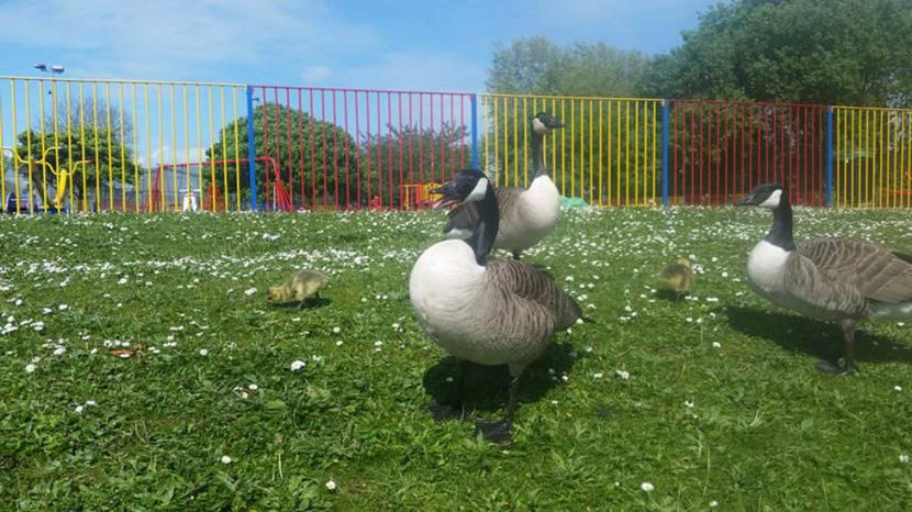  - eveniment cu caini 2017