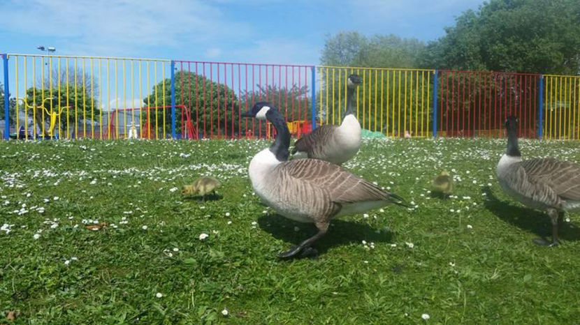  - eveniment cu caini 2017