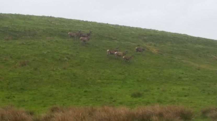  - eveniment cu caini 2017