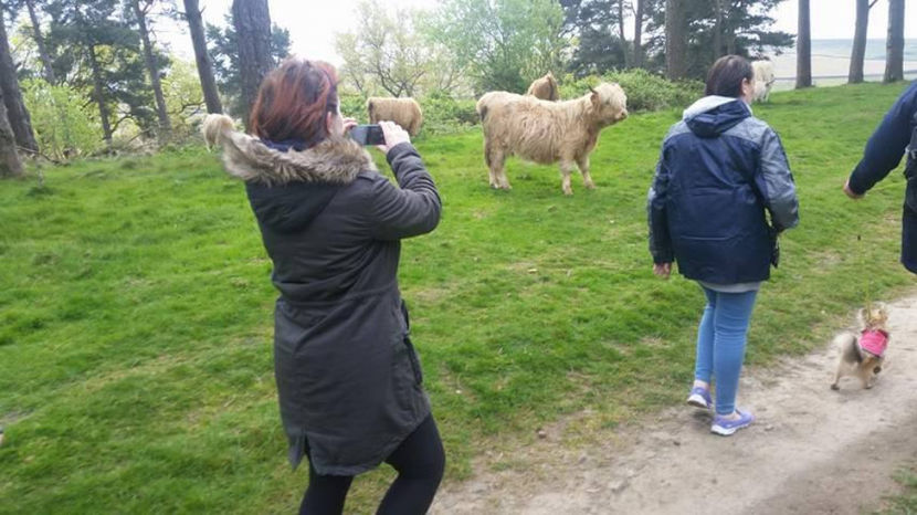  - eveniment cu caini 2017