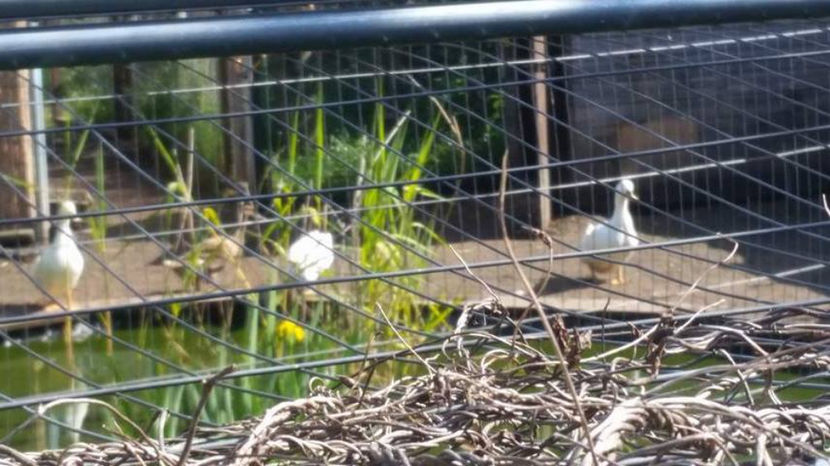  - eveniment cu caini 2017