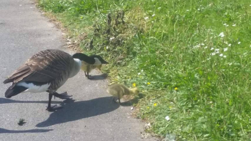  - eveniment cu caini 2017