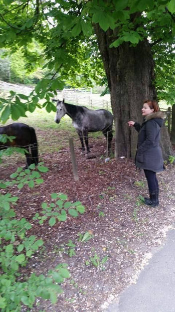  - eveniment cu caini 2017