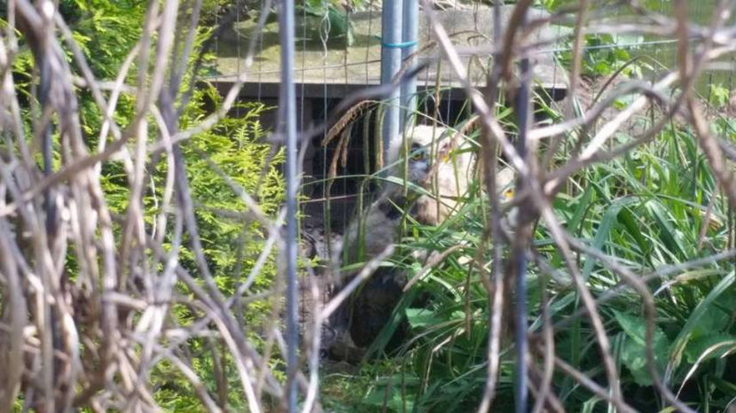  - eveniment cu caini 2017