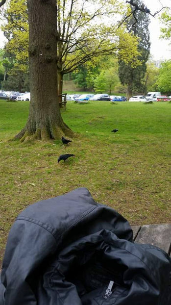  - eveniment cu caini 2017