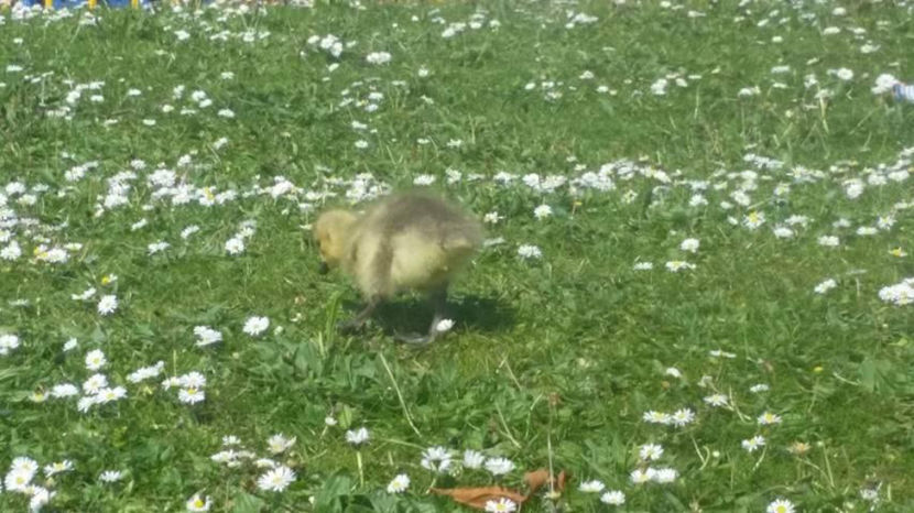  - eveniment cu caini 2017