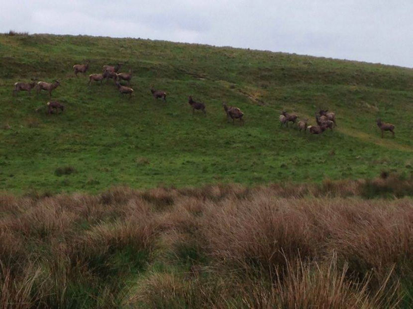  - eveniment cu caini 2017