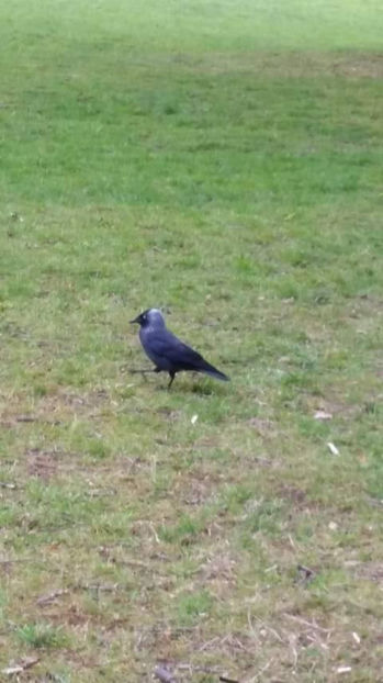  - eveniment cu caini 2017