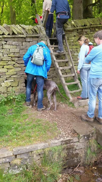  - eveniment cu caini 2017