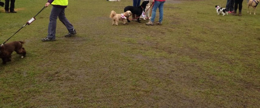 - eveniment cu caini 2017