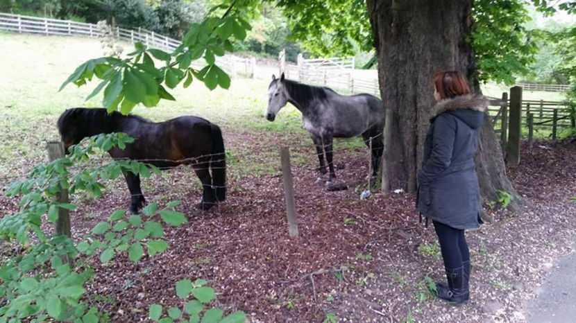  - eveniment cu caini 2017