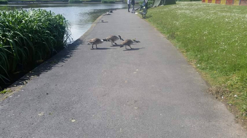  - eveniment cu caini 2017