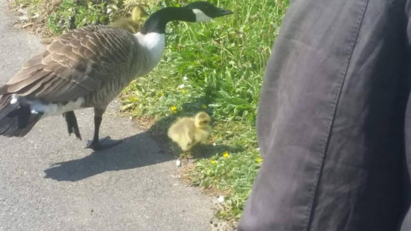  - eveniment cu caini 2017