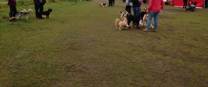  - eveniment cu caini 2017