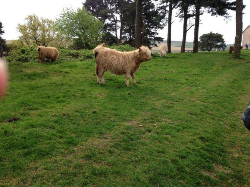  - eveniment cu caini 2017