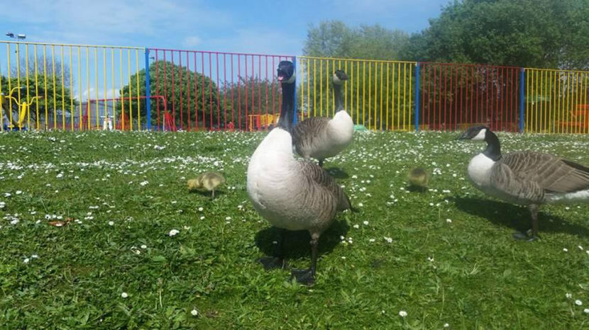  - eveniment cu caini 2017