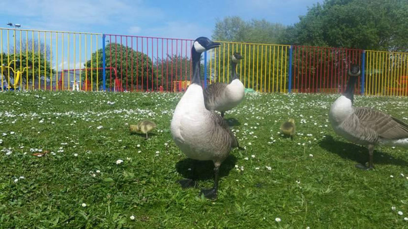  - eveniment cu caini 2017