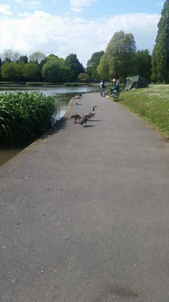  - eveniment cu caini 2017